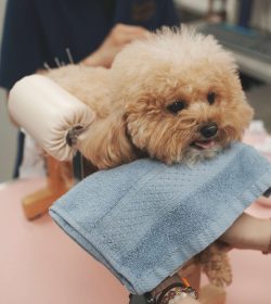 皇家寵物醫院專業針灸服務, 位於天后歌頓道9-11號 | Professional pet acupuncture, Royal Pet Hospital, No. 9-11, Gordon Road, Tin Hau