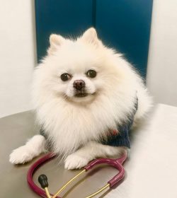 皇家寵物醫院專業獸醫診治, 位於天后歌頓道9-11號 | Professional vet consultation, Royal Pet Hospital, No. 9-11, Gordon Road, Tin Hau
